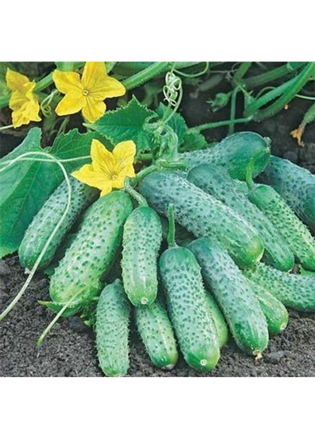 Семена огурца Пасамонте F1 Syngenta (331900612)