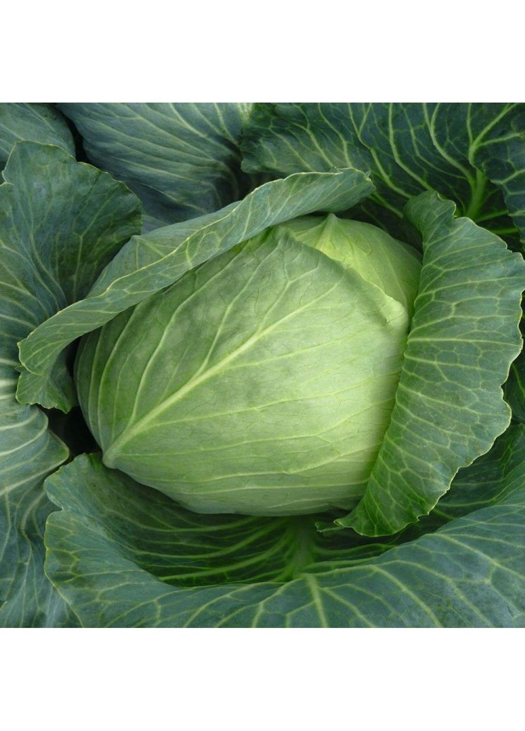Насіння капусти білоголова Бронко Bejo Zaden (333036010)