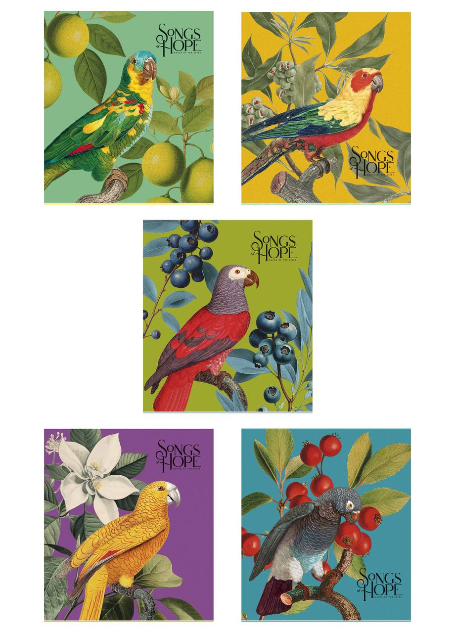 Набор 5 шт, тетрадь общая, Birds. Тетрадь Star в ячейку 60 л. 3410 4823088231960 Школярик (349469051)
