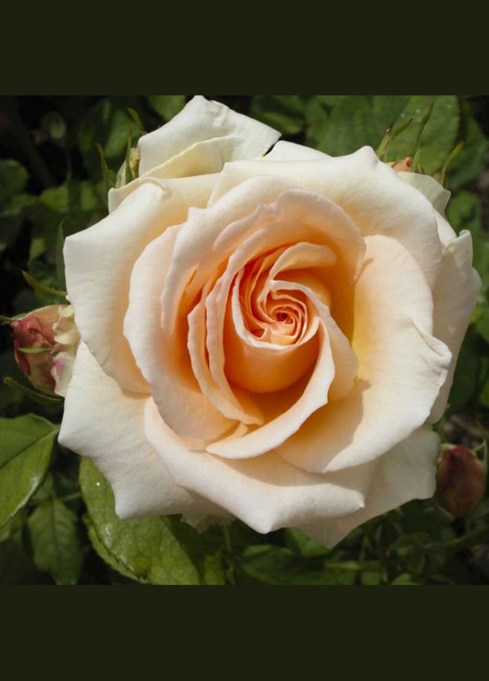 Саженцы чайно-гибридных роз Примадонна Садовий-Розмай (301220948)