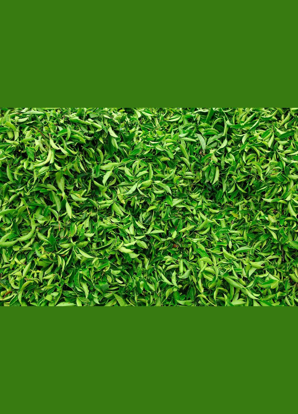 Матча Судзіока зелена 100 грам TM TeaStar (R-14027-VS) Matcha Tea (303348349)