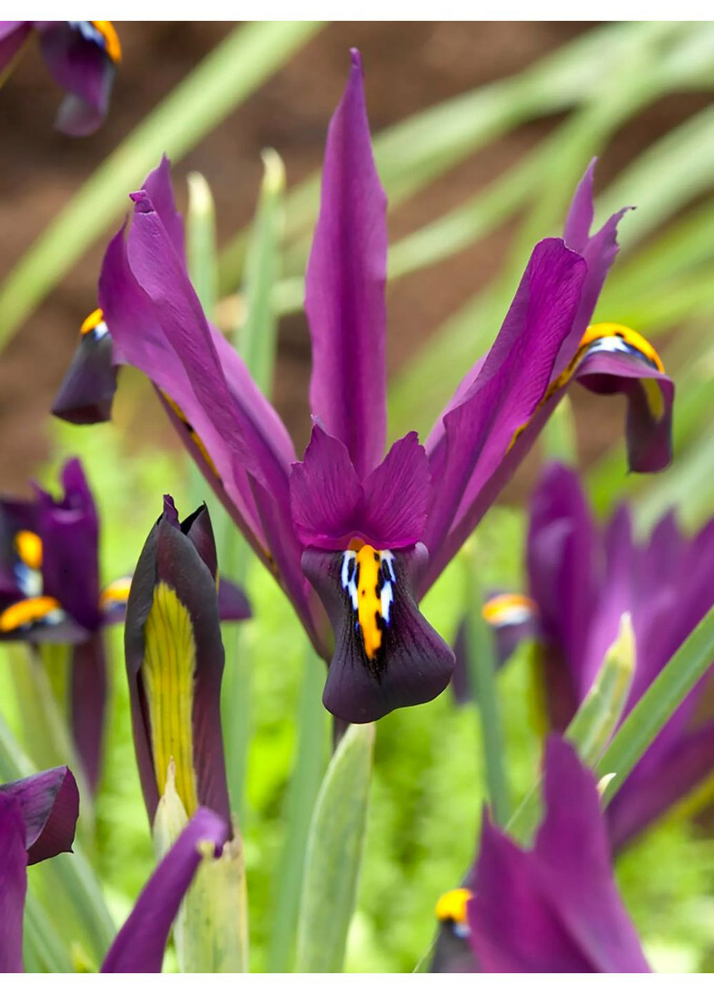 Ірис reticulata J.S. Dijt (5 шт. в упаковці) No Brand (364535836)