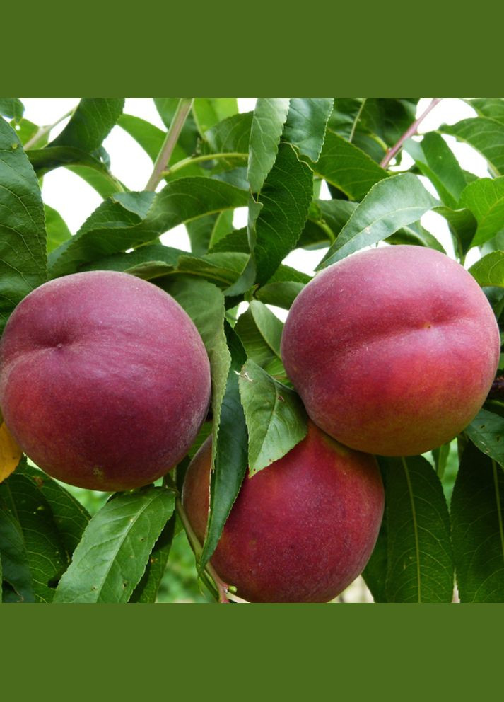 Саджанці персика Роял Глорі - 2-річний Садовий-Розмай (301221138)