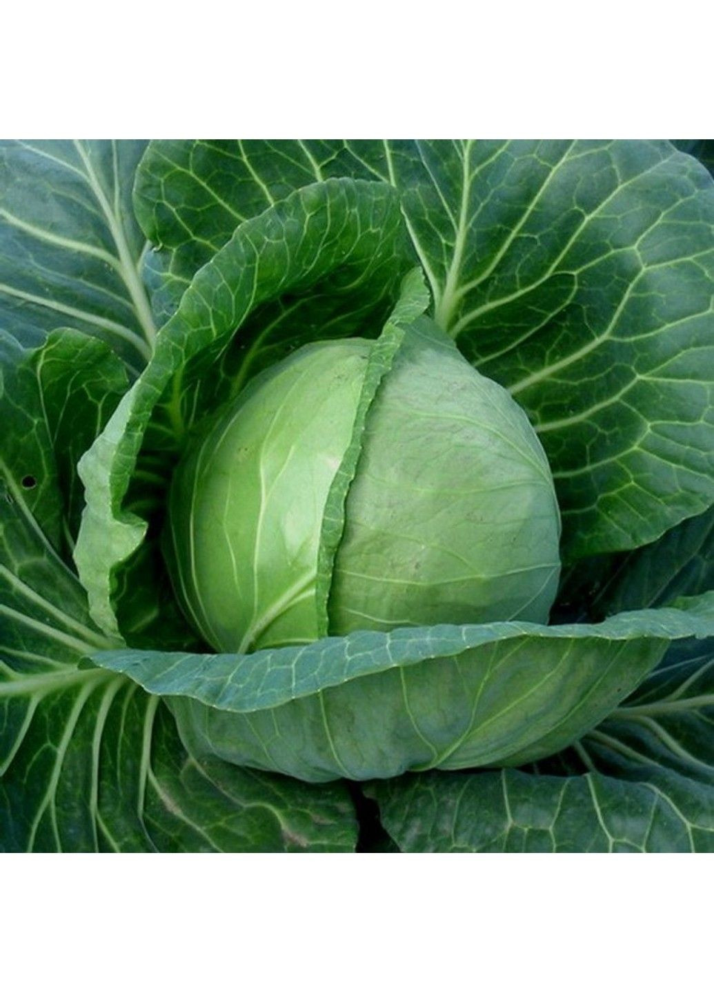 Семена капусты белокочанная Мирор F1 Syngenta (331900610)