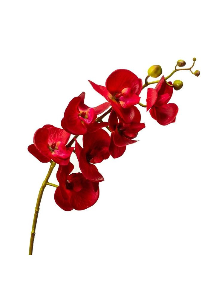 Орхідея фаленопсис, Червона (8701-003) Elso ELISEY (311202831)