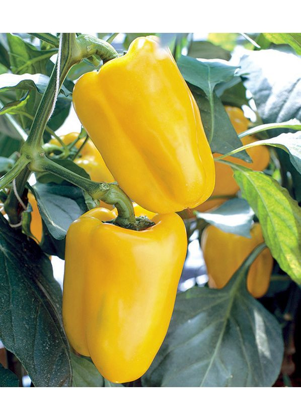 Перець солодкий "Гладіатор" ТМ " " 0,25 г. GL Seeds (364654922)