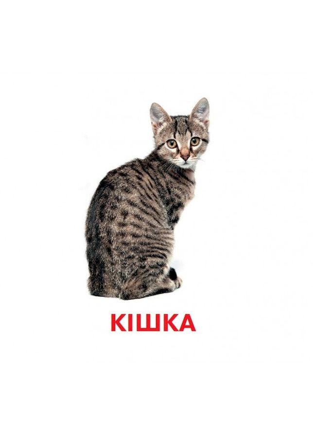 Развивающие карточки для детей Домашние животные J012yD, 18 картинок Jumbi (308862001)