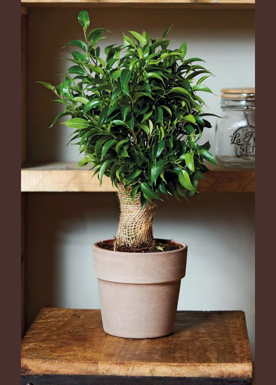 Кашпо Перфетто 20*16*3,2 мокко, керамика Deroma (351586288)