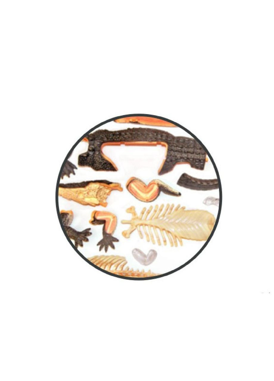 Анатомическая модель Крокодил FM622034 4D Master (315333896)