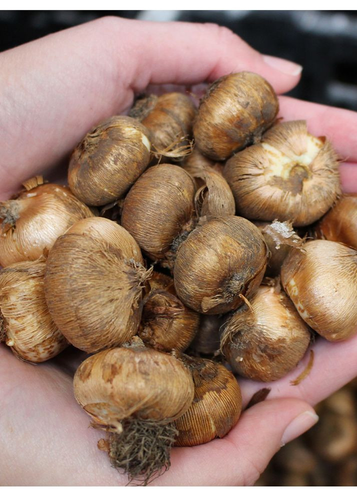 Микс крупноцветковых крокусов (50 шт.) в упаковке) No Brand (366964673)