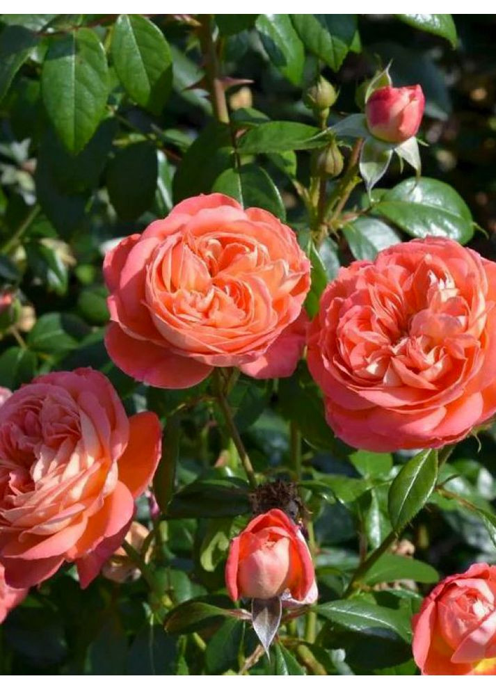 Роза английская Queen of Hearts No Brand (365806762)