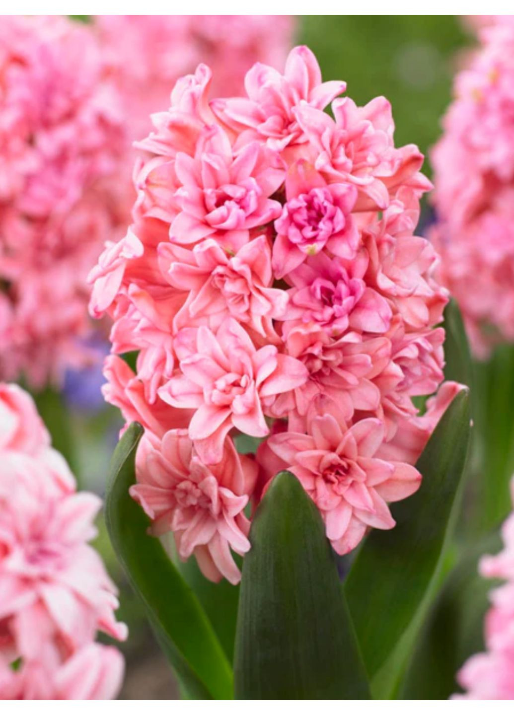 Гіацинт Spring Beauty (1 шт. в упаковці) No Brand (364535197)