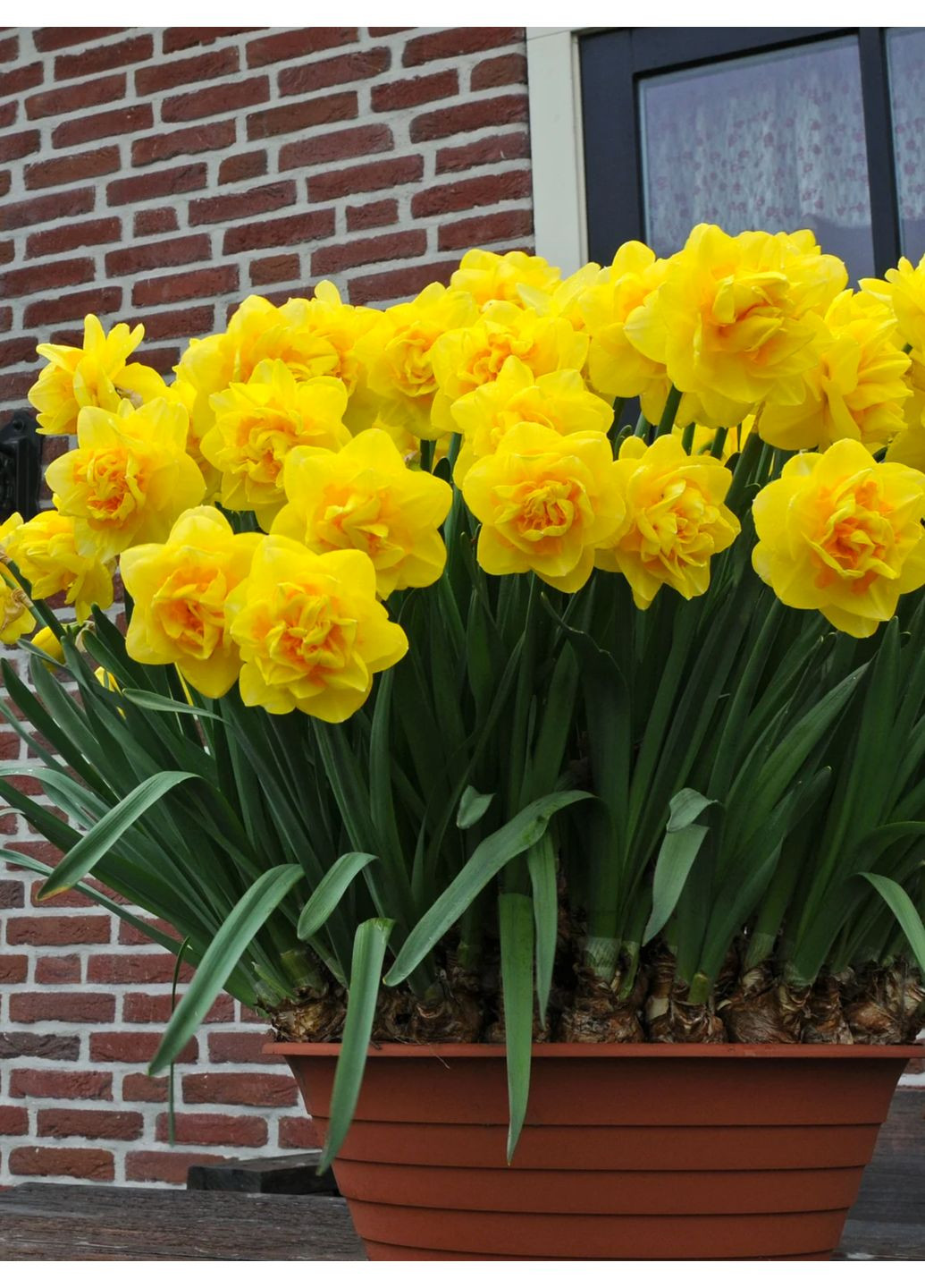 Нарцисс Sherborne (2 шт. в упаковке) No Brand (365250789)