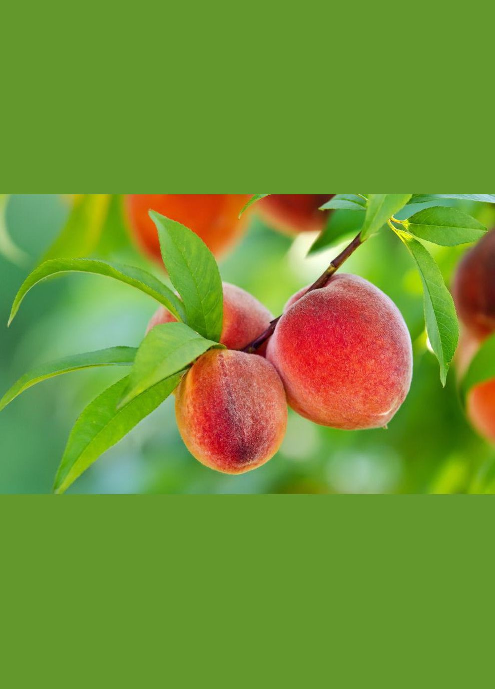 Фунгіцид Магнікур Сенсейшен 3.5 мл Protect Garden Bayer (299329941)