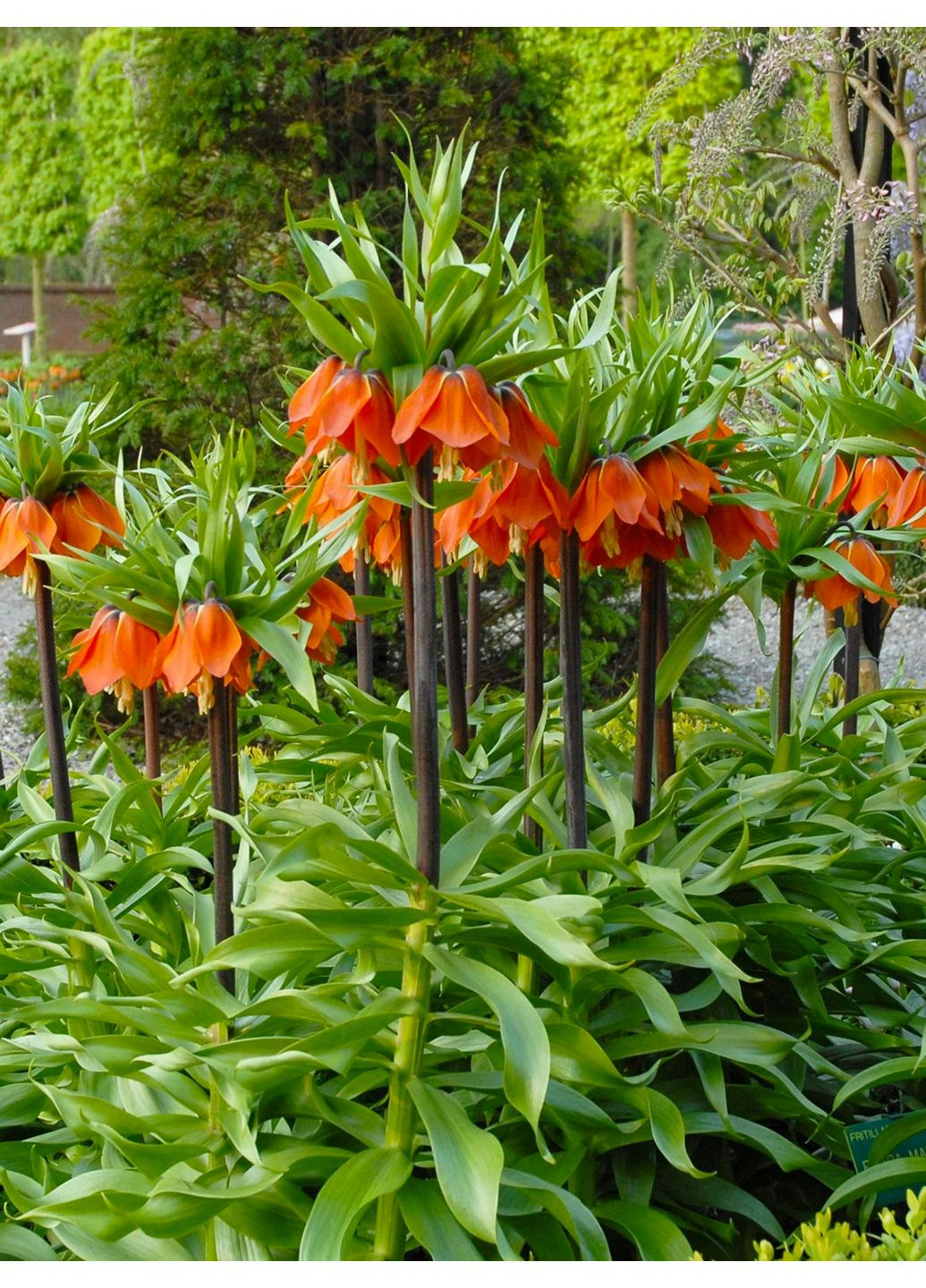 Фритилария Сrown Rubra Maxima (1 шт.) в упаковке) No Brand (364535272)