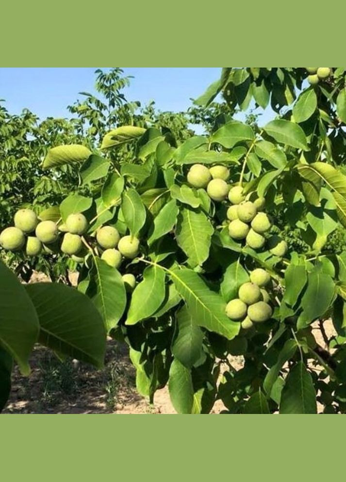 Саджанці грецького горіха Іван Багряний - 2-річний Садовий-Розмай (301221264)