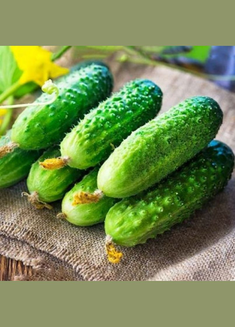 Насіння огірка Голубчик F1 15 шт. ( ) Насіння країни (328606948)