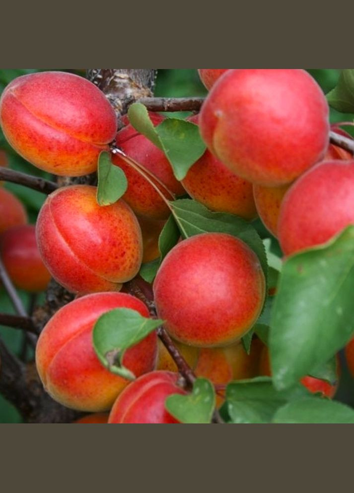 Саженцы абрикоса Цунами - 1-летний Садовий-Розмай (301220355)