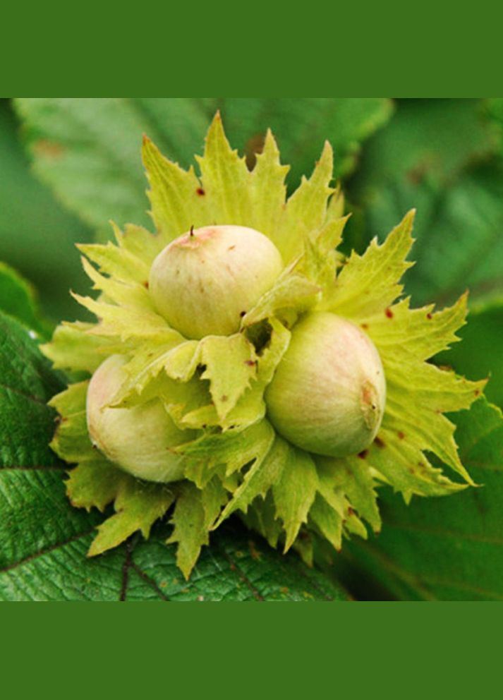 Саженцы фундука Морозовский (сеянец) - 3-летний Садовий-Розмай (301220895)