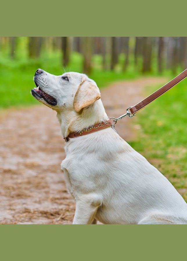 Нашийник для собак шкіряний Soft з QR паспортом, металічні прикраси, Ш 25 мм, Дов 38-49 см коричневий WAUDOG (322002440)