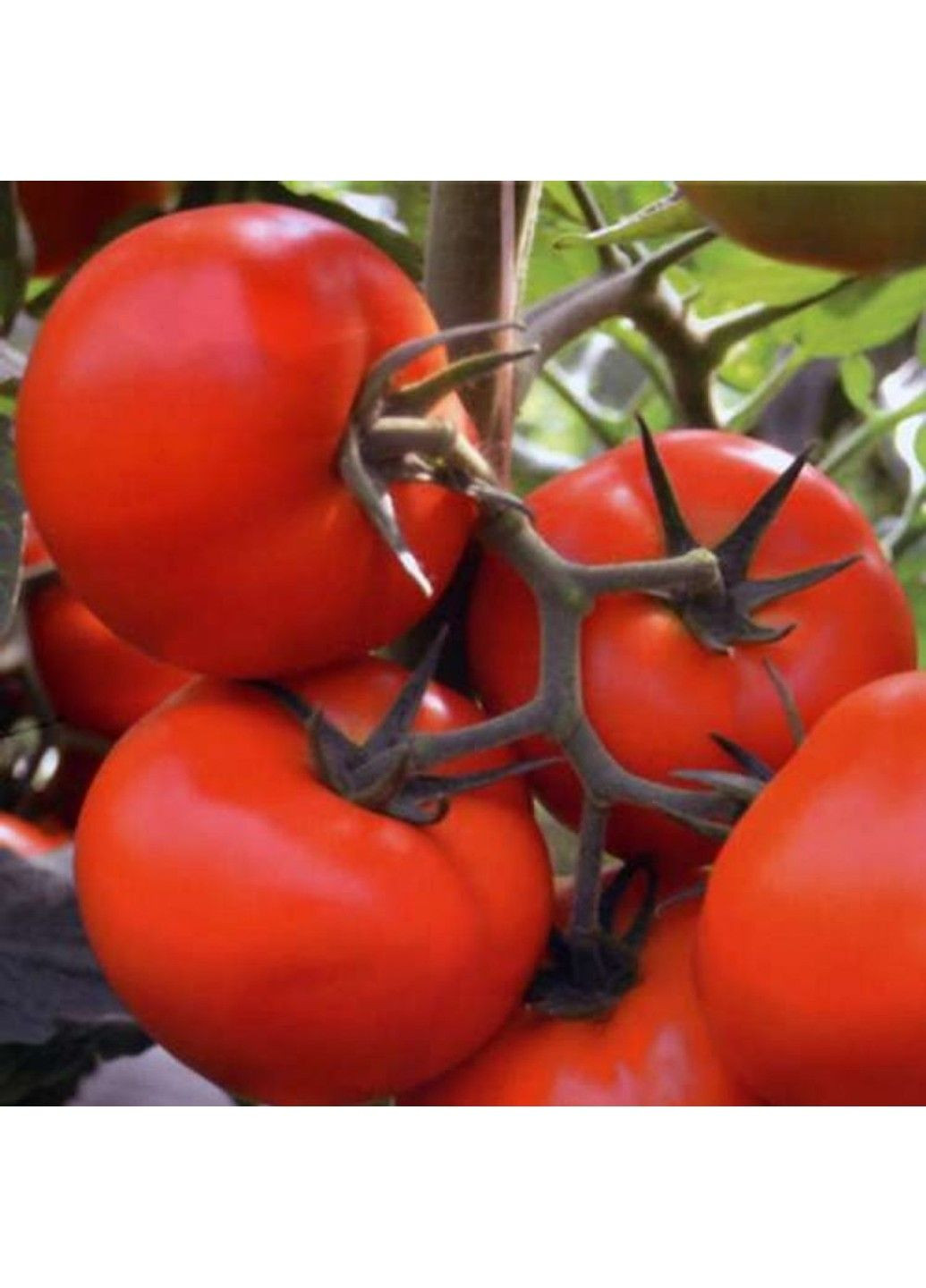 Насіння томата Тойво F1 Bejo Zaden (333035945)
