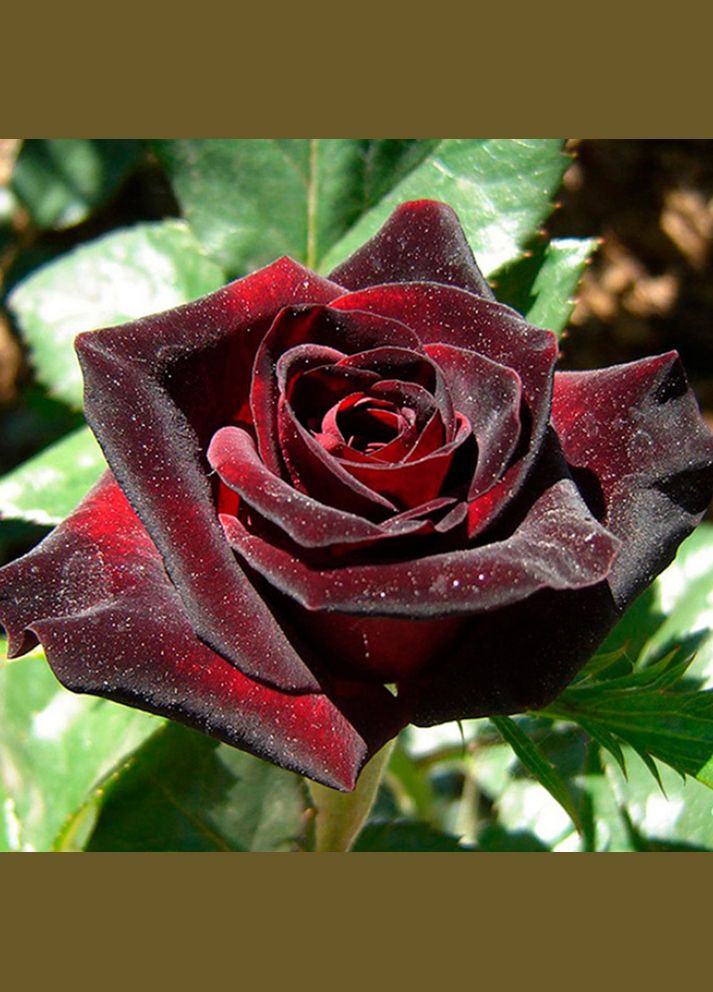 Саджанці троянд на штамбі Блек Баккара Садовий-Розмай (301221226)