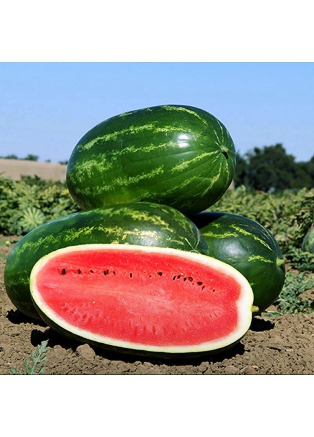 Семена арбуза Farao F1 200 шт (2747826995) Syngenta (362135211)