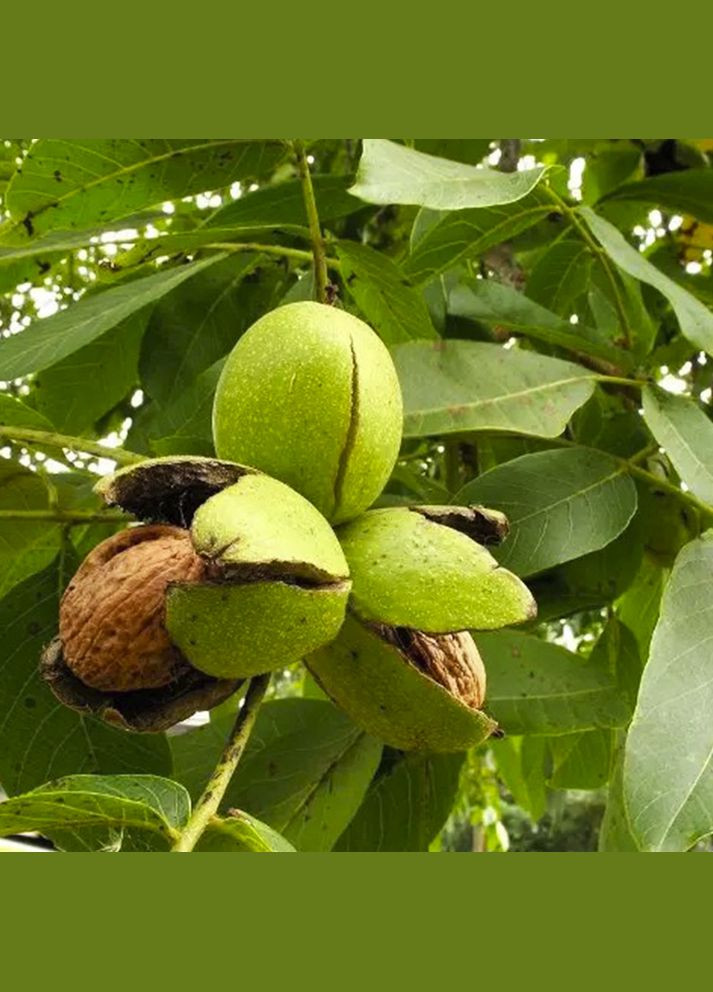 Саженцы грецкого ореха Буковинская Бомба - 3-летний Садовий-Розмай (301220862)