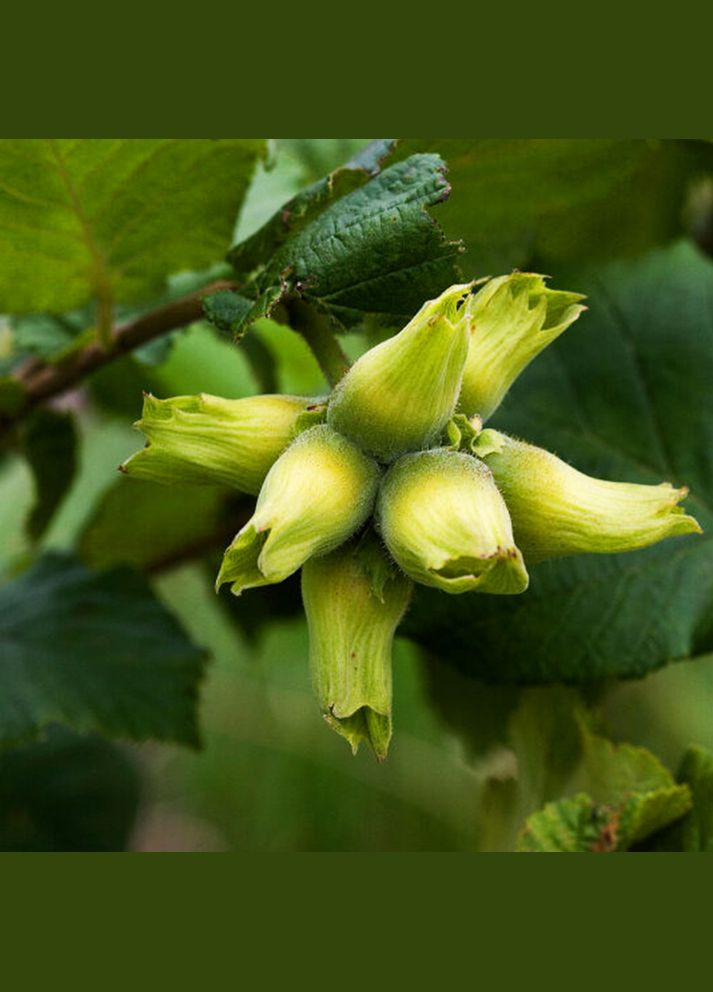 Саженцы фундука Трапезунд (сеянец) - 2-летний Садовий-Розмай (301220300)