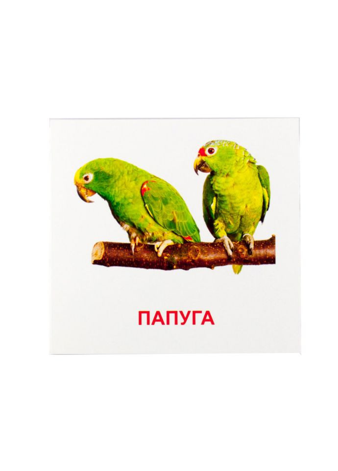 Розвиваючі картки "Птахи" (110х110 мм) 72753 укр. /англ. мовою Зірка (336035431)