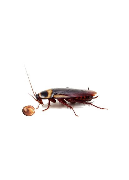 Advion Cockroach Gel від тарганів гель отрута отрута засіб ШПРИЦ 15 ГРАММ США ОРИГІНАЛ Evolution Syngenta (362712239)