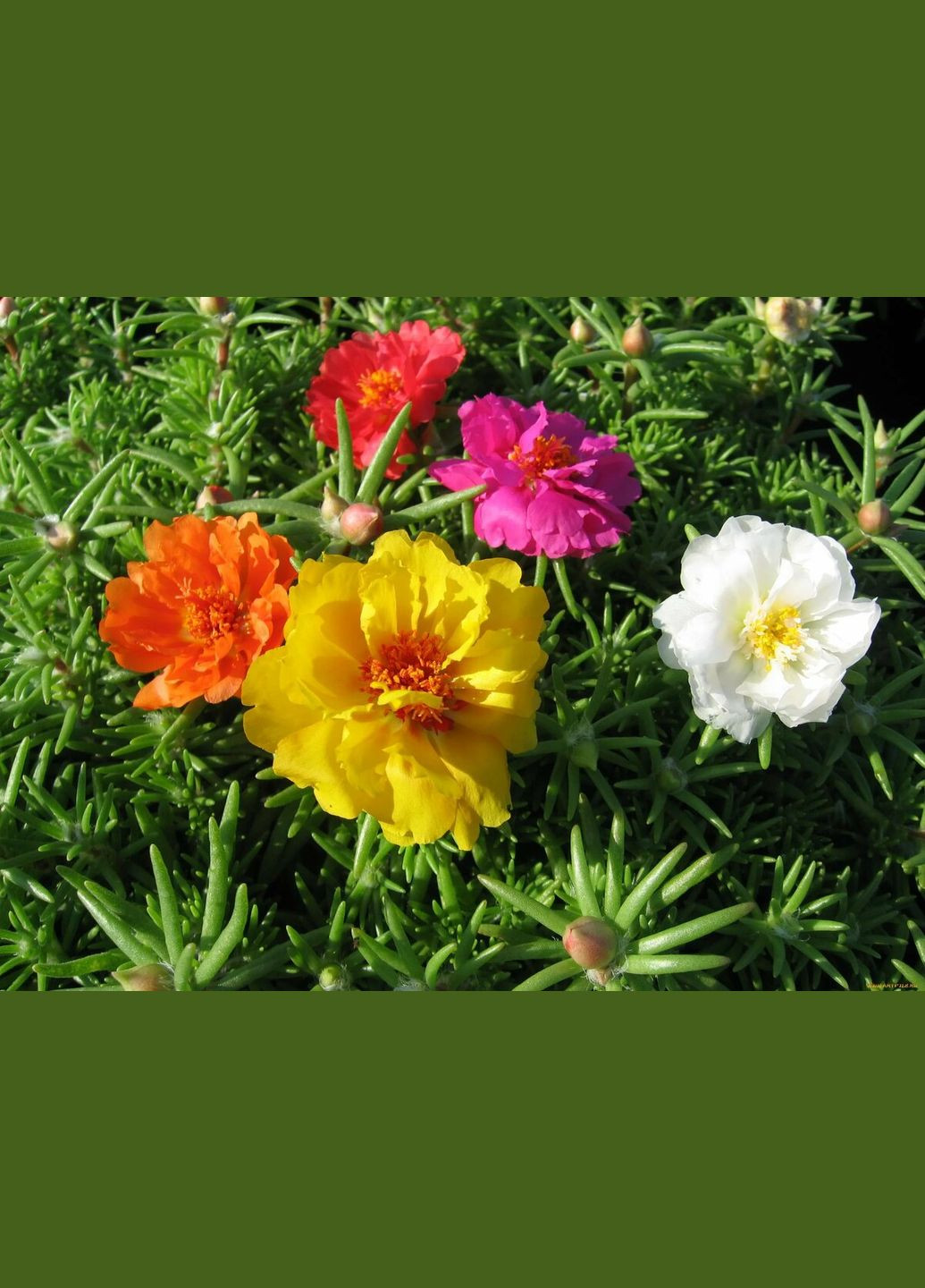 Семена Портулак махровый 0,1 г Насіння країни (328607000)