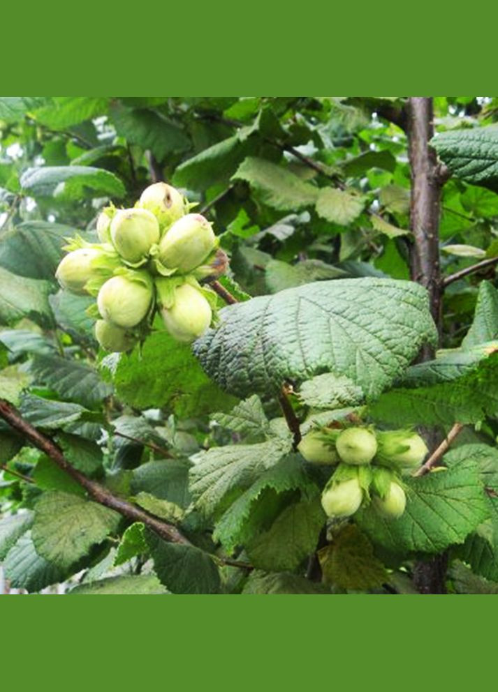 Саджанці фундука Бадіус (сіянець) - 3-річний Садовий-Розмай (301220257)