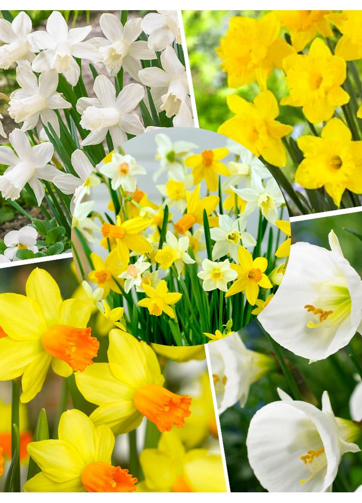 Микс Миниатюрных нарциссов (10 шт.) в упаковке) No Brand (364535893)