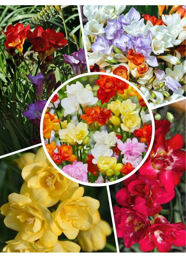 Мікс Махрових фрезій (10 шт. в упаковці) Ayris (387556682)