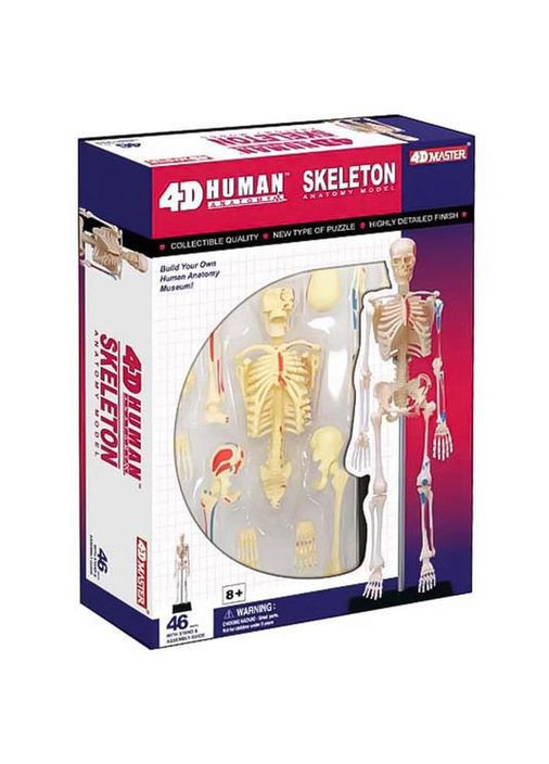 Объемная модель Скелет человека, 46 деталей () 4D Master FM-626011 (328395270)