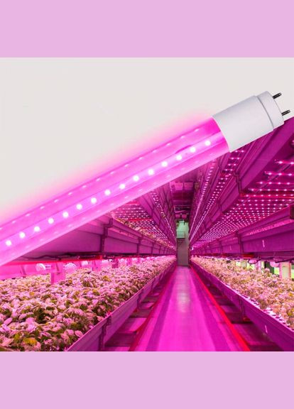 LED FITO лампа T8F 9W 0.6M (VLT8F-0906B) Videx (305758260)