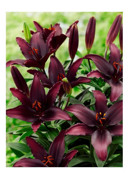 Лилия Blacklist (12/14) No Brand (364535936)