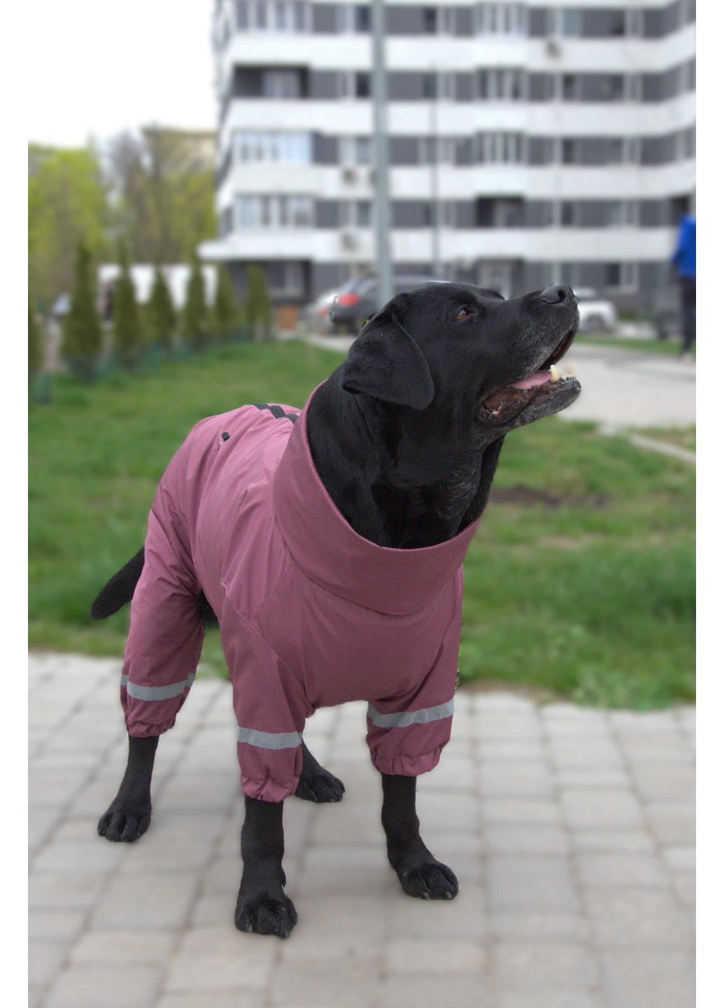 Дождевик для больших собак Фиолетовый MB-11 Размер 11 Dogs Bomba (370275576)