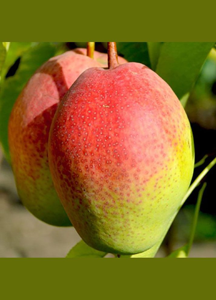 Саженцы груши Киргизская Красавица - 2-летний Садовий-Розмай (301220048)