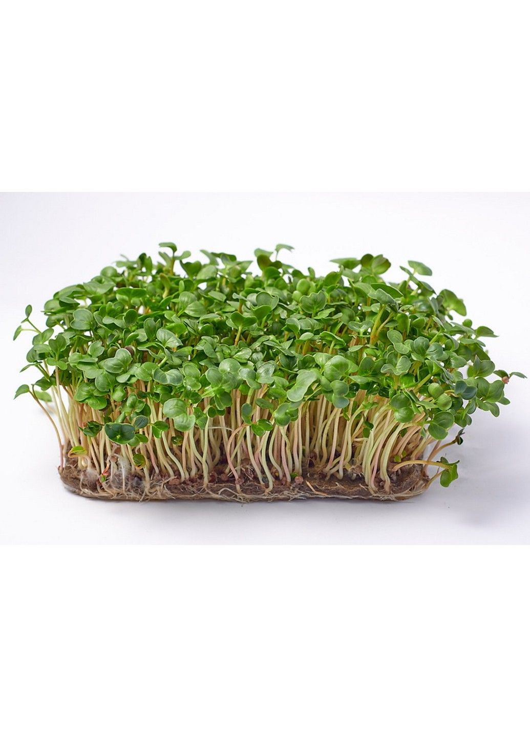 Семена микрозелени Green Chief Редька Толстяк Зелений Шеф (298051371)