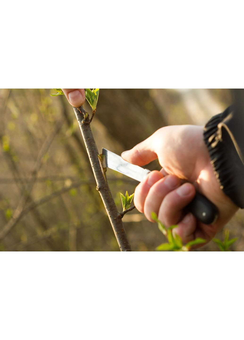 Ніж садовий, для окулювання Cellfast (364874046)