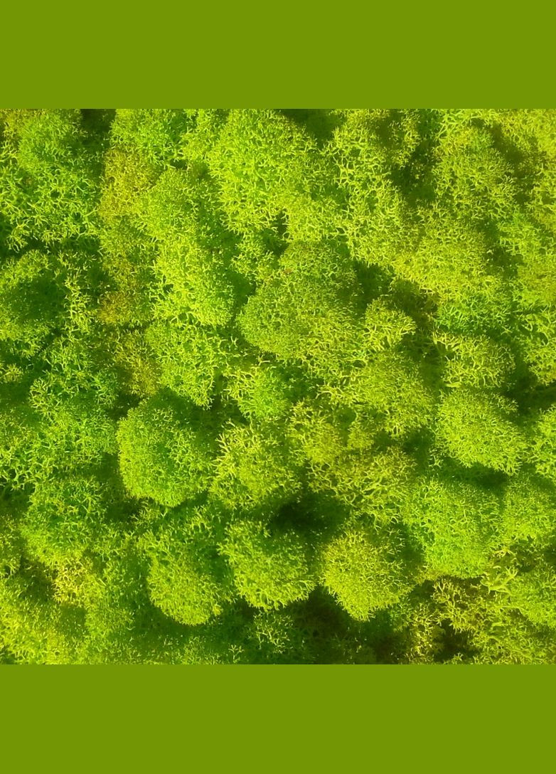 Стабілізований мох ягель Зелений весняний 0,5 кг Nordic moss (276401140)