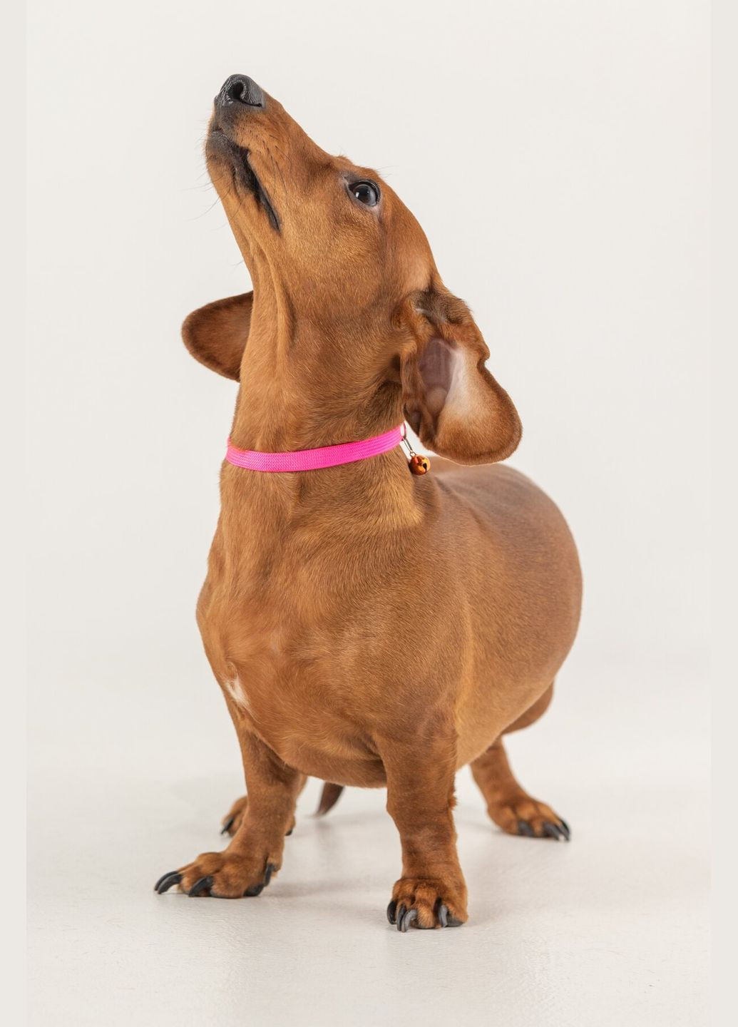 Ошейник KMK1199 Оранжево-розовый (2000990376947A) shop (2000990376947) KUMAOCHONGWUYONGPIN (365040813)