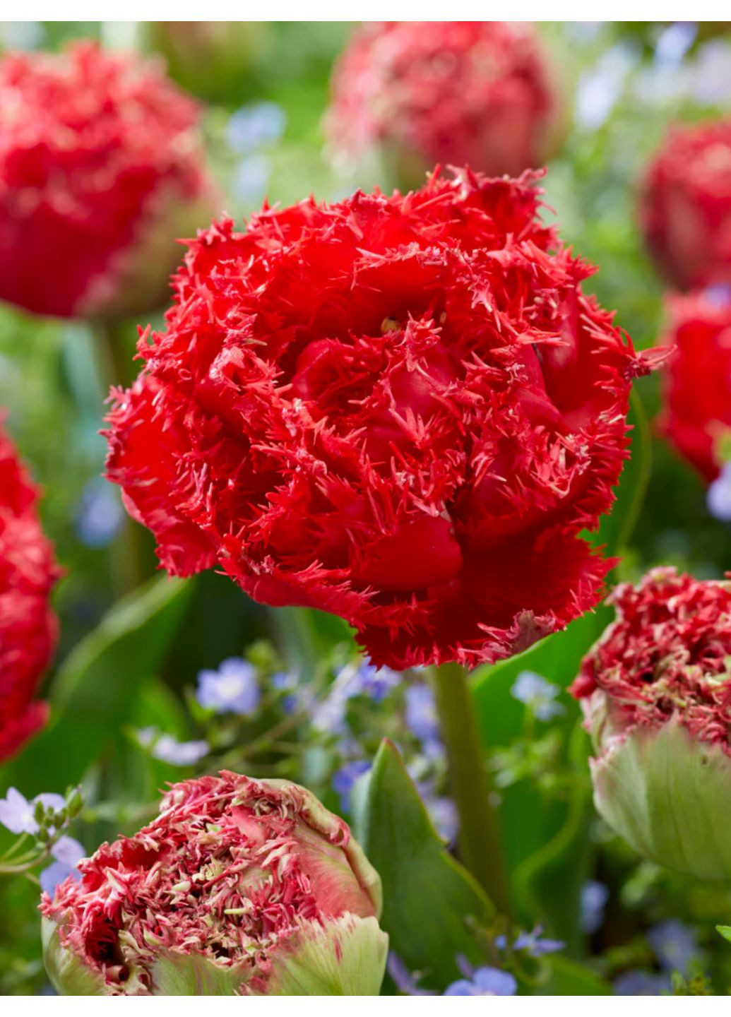 Тюльпан Qatar (2 шт.) в упаковке) No Brand (364535853)