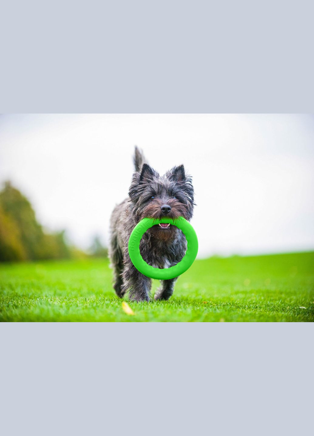 Кільце для апортування 20 д-20 см Салатове PitchDog (315598986)