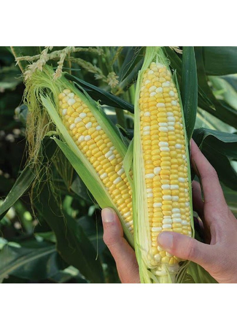 Насіння кукурудза цукрова Ракель Ф1 15шт. Clause (356119242)
