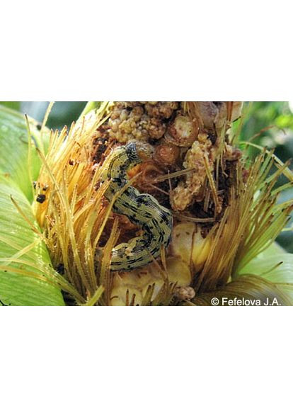 Феромонна пастка на бавовняну совку Helicoverpa armigera Hb. No Brand (372512138)