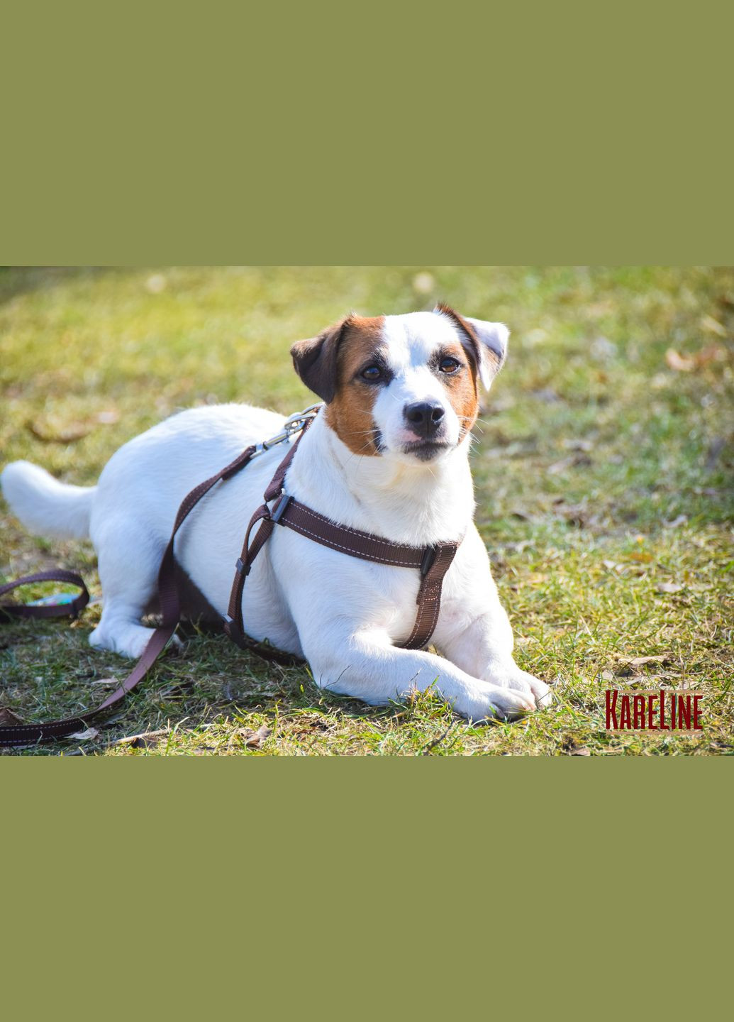 Шлей из нейлона со светоотражающей нитью и пластиковой пряжкой 20 мм А:400-560 мм, В:440-620 мм Kareline (339678751)