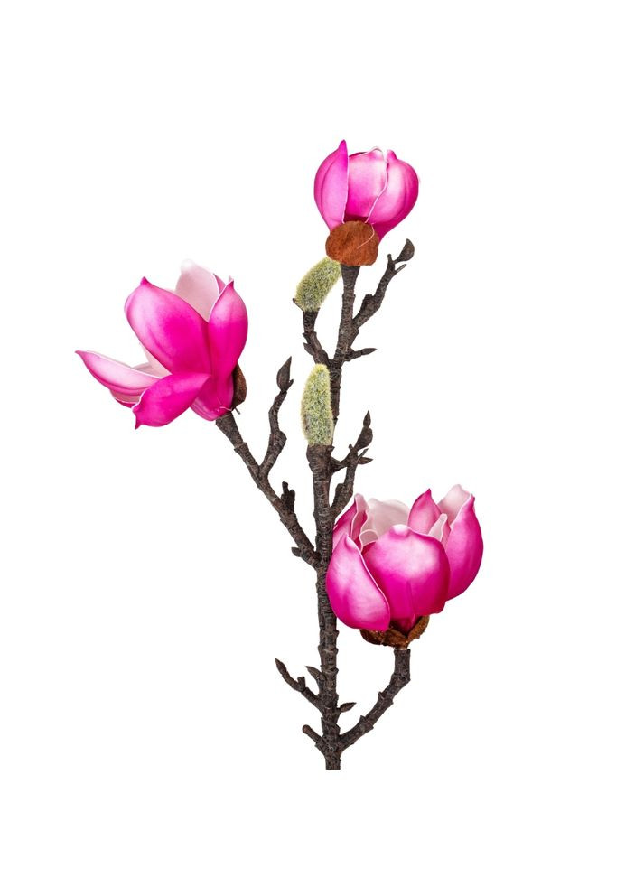 Магнолія "Фелісія", фіолетова, 70 см ELISEY (333986400)